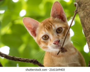 close up on little kitten is lying on the tree,The eyes of mammal are looking.

