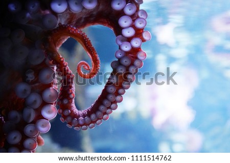 close up on live octopus in the aquarium