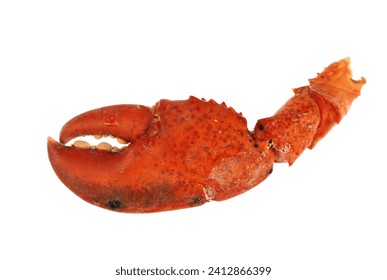 close up on lobster claws isolated on white background             
