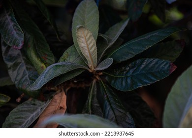 Close Up On Loquat Leaves 