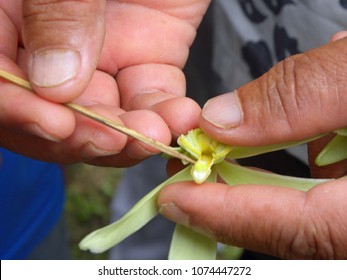 Close up on man's hands pollinating a vanilla flower in Tahaa island, French Polynesia