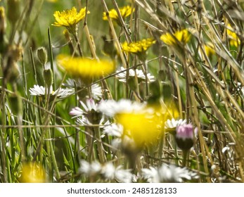 Close up on a meadow, a flowery field, full of wild flowers (grass, daisy, dandelion, dry twig, lavender) with a bokeh effect. Photo taken in the Drôme at pringtemps, France. - Powered by Shutterstock