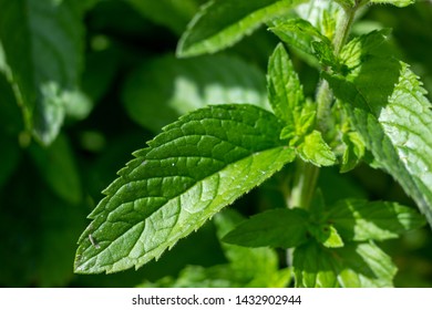 close up on a mint leaf