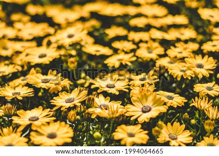 A close up on multiple african daisy flowers, yello color and soft selective focus, with filter and darker green leves, fresh and blooming summer plants