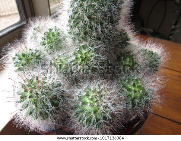 soft thorns on cactus