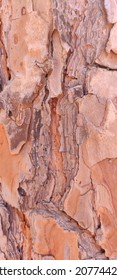 Close up on a natural tree bark with brown red hue with details and texture