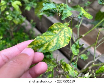 Close Up On Nutrient Deficiency Of Vegetable Plants.