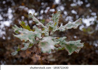 Close up on oak leaves in autumn, no people are visible. - Shutterstock ID 1858722430