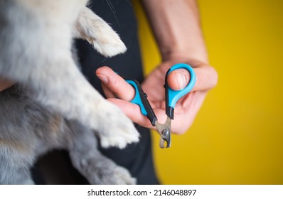 Close Up On Owner Trimming Nails Of His Pet Cute Rabbit. Domestic Rabbit Owner Cut Finger Nail With Special Scissors For Pet Care. Take Care Pets And Animals Concept.