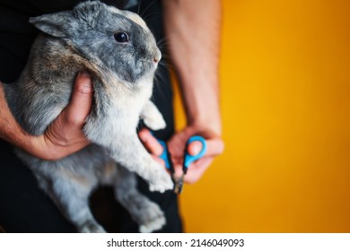 Close Up On Owner Trimming Nails Of His Pet Cute Rabbit. Domestic Rabbit Owner Cut Finger Nail With Special Scissors For Pet Care. Take Care Pets And Animals Concept.