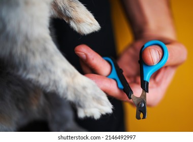 Close Up On Owner Trimming Nails Of His Pet Cute Rabbit. Domestic Rabbit Owner Cut Finger Nail With Special Scissors For Pet Care. Take Care Pets And Animals Concept.