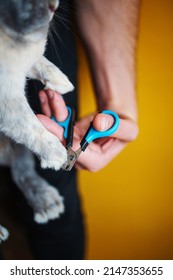 Close Up On Owner Trimming Nails Of His Pet Cute Rabbit. Domestic Rabbit Owner Cut Finger Nail With Special Scissors For Pet Care. Take Care Pets And Animals Concept.