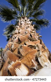 Close up on a Palm Tree...