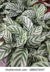 Close Up On Patterned Leaves Of Calathea Freddie (Calathea Concinna)