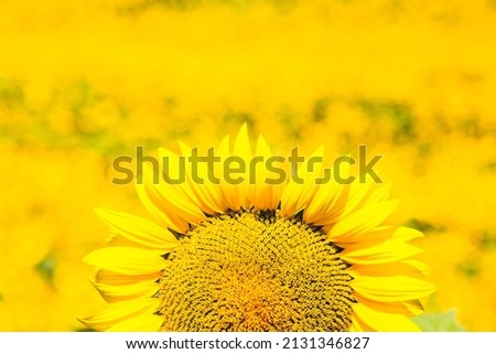 sunflower field