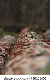 Close up on pine bark of cut trees