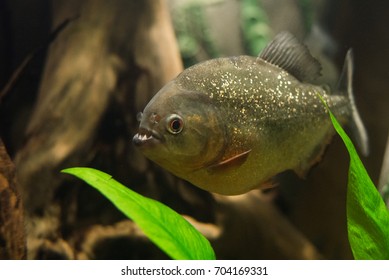 close up on piranha fish