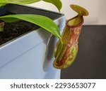 Close up on the pitcher of a Nepenthes Gaya - Carnivorous plants - Pitcher Plant Tropical Plant Indoor Exotic Vine Nepenthes 