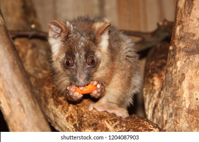 Close Up On Possum Eating