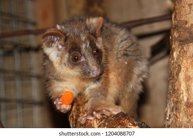 Close Up On Possum Eating