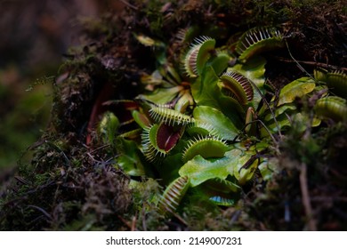 Close up on a predatory plant, Dionea Venus flytrap. Carnivorous plant. Selective focus. - Shutterstock ID 2149007231
