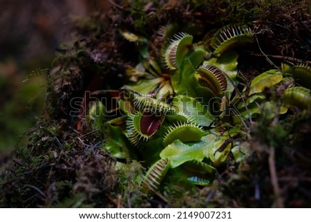 Close up on a predatory plant, Dionea Venus flytrap. Carnivorous plant. Selective focus.