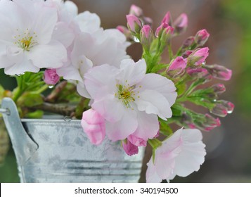 Close On Pretty Cherry Tree Flowers In Metal Pot  