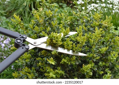 Close up on pruning, trimming buxus, boxwood shrubs with hedge shears. Trim Boxwoods in Spring. Cutting off buxus branches in the spring garden. - Shutterstock ID 2235120017