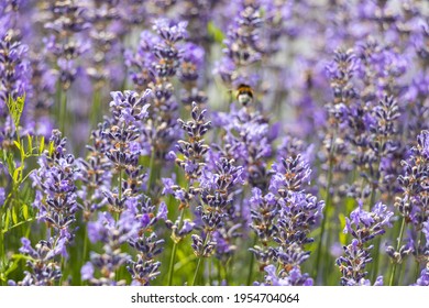 close up on purple blooming flowers with partial focus on middle with blurred background