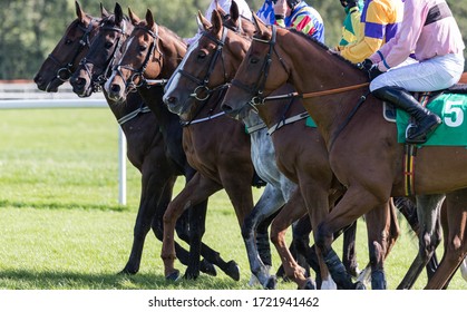 Close Up On Race Horses Lining Up On The Race Track At The Start Line