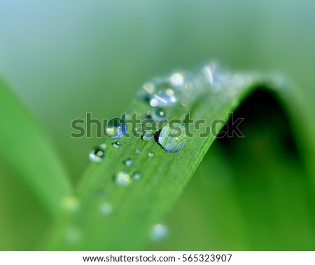 Similar – Image, Stock Photo Dew drops on leaf Design