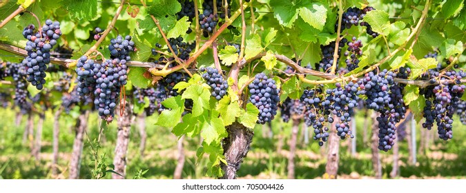 Close Up On Red Black Grapes In A Vineyard, Panoramic Background, Grape Harvest Concept