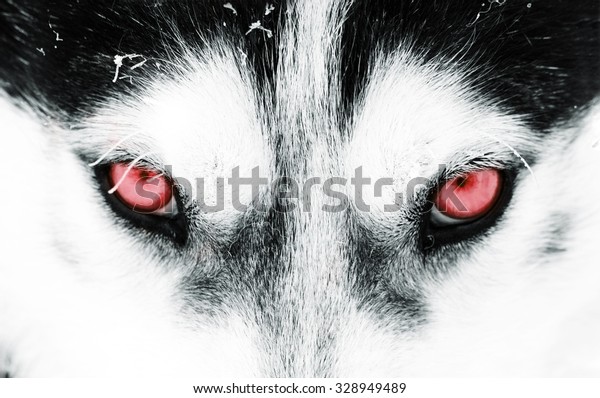 siberian husky red eyes