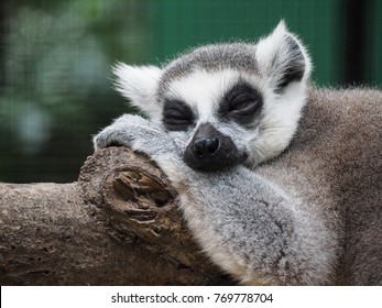 Close up on ring-tailed lemur face while sleeping. - Powered by Shutterstock