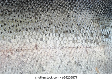 Close Up On Salmon Fish Scales Background