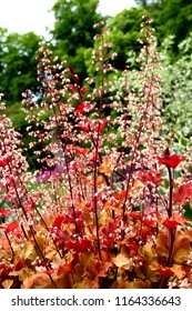 Close Up On Saxifragaceae. Heuchera. Marmalade. 