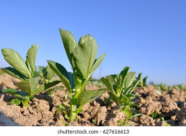 Field beans. Всходы бобовых. Рассада бобовых. Бобы рассада фото. Как выглядят рассада бобовых.