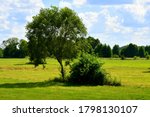 Close up on a single deciduous tree and a shrub growing in the middle of a vast field, meadow, or pastureland spotted on a cloudy yet warm summer day on a Polish countryside during a hike
