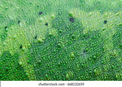 Close Up On The Skin Of A Female Yellow-crested Jackson's Chameleon (Trioceros Jacksonii Xanthalophous).