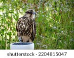 A close up on a small grey hawk or other bird sitting on a small gravel stand in the middle of a vast field, meadow or pastureland seen grazing on a sunny summer day in Poland