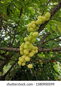 328 Malay Gooseberry Images, Stock Photos & Vectors | Shutterstock