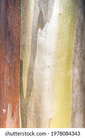 Close Up On A Snow Gum Tree Bark Texture