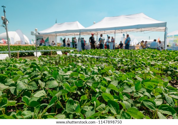 Close up\
on soy field. Cultivation of food crops. Company\'s tents and\
visitors of an agriculture fair of\
exhibition.