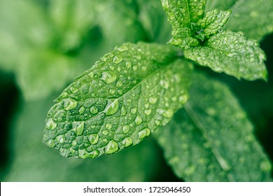 Close Up On Spearmint Leaves With Dew Drops