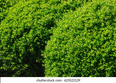 close up on spherical boxwood shrub in the garden in spring