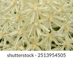 Close up on Spiral Stamen of Beargrass Wildflowers