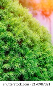 Close On A Spruce, Part Of The Canadian Spruce Tree Known For Its Endurance And Long Life. Sunlight, Vertical Photography.