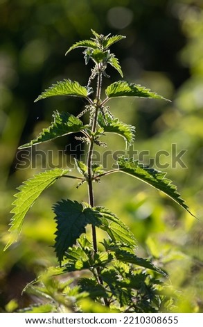 Similar – Image, Stock Photo Stinging nettle (Urtica dioica) in the morning light