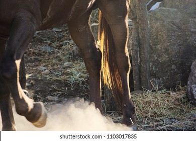 Close Up On The Stomping Feet Of A Horse, Raising Dust.