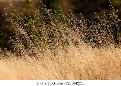 Close Up On Straws In The Sunshine. Sunny Straws In The Gentle Wind, Late Autumn.